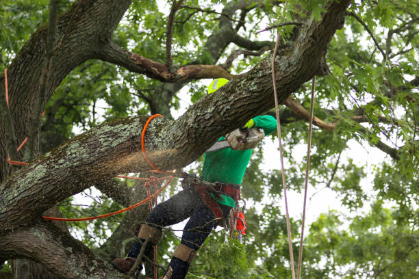 Best Emergency Tree Removal  in Obetz, OH