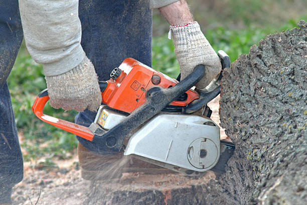 Best Tree Preservation Services  in Obetz, OH